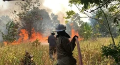 Kobaran Api Melahap Lahan Seluas Delapan Hektare  di Kabupaten Bintan